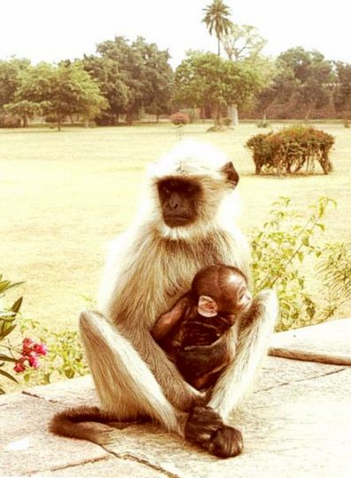 Hanuman Langurs 