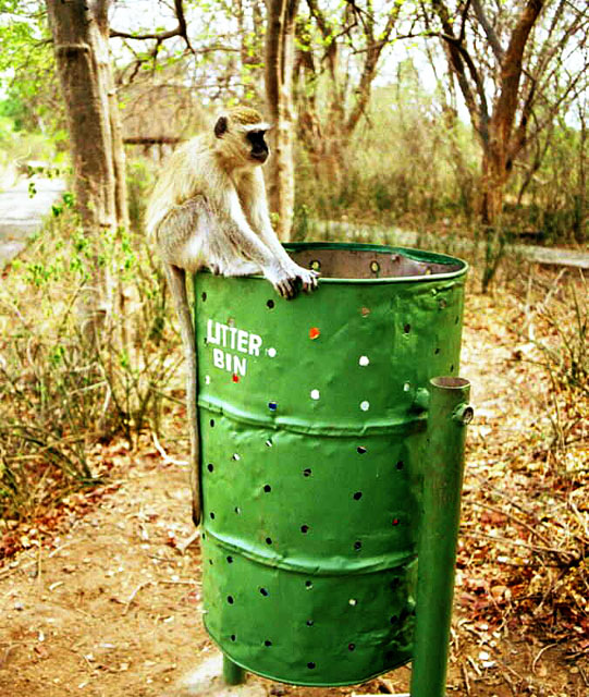 Zambian Baboon