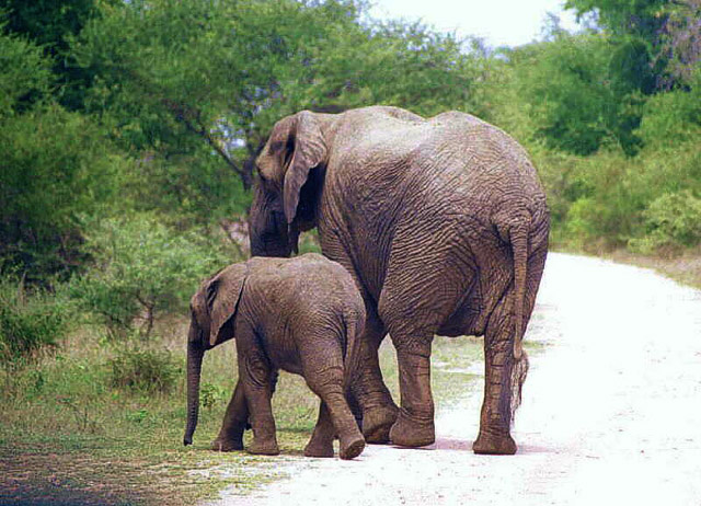 Cow Elephant and Calf