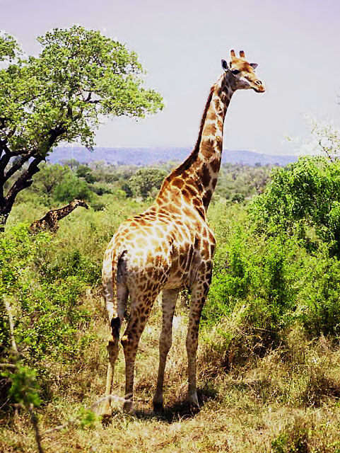 South African Giraffe