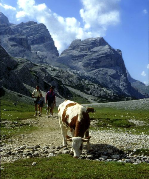 Dolomite cow