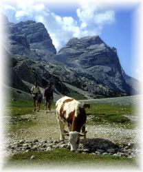 Dolomite Cow